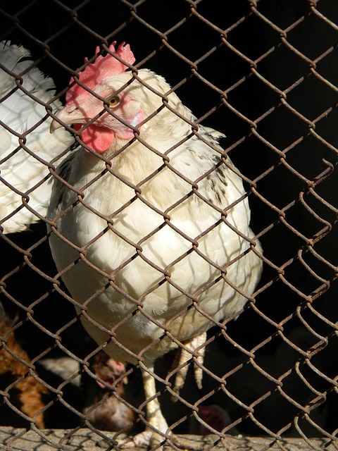 奥沙利文作 奥沙利文作